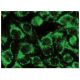 MCAD Antibody (G-4) - Immunofluorescence - Image 142820