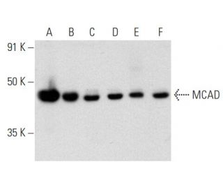 MCAD Antibody (G-4) - Western Blotting - Image 357339 