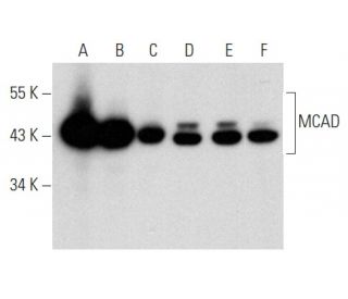 MCAD Antibody (H-7) - Western Blotting - Image 357338 