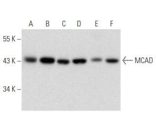 MCAD Antibody (A-4) - Western Blotting - Image 357341