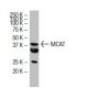 MCAT Antibody (3B5) - Western Blotting - Image 33849