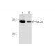 MCAT Antibody (E-11) - Western Blotting - Image 290844 