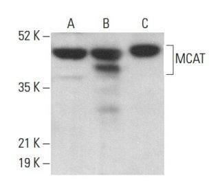 MCAT Antibody (E-11) - Western Blotting - Image 379584 
