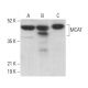 MCAT Antibody (E-11) - Western Blotting - Image 379584 