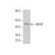 MCAT Antibody (E-11) - Western Blotting - Image 384372