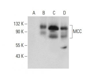 MCC Antibody (A-9) - Western Blotting - Image 303377 