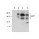 MCC Antibody (A-9) - Western Blotting - Image 303377 
