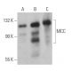 MCC Antibody (A-9) - Western Blotting - Image 365975