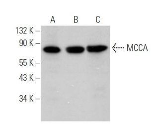 MCCA Antibody (A-4) - Western Blotting - Image 371616 