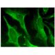 MCCA Antibody (D-11) - Immunofluorescence - Image 157258 