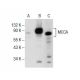 MCCA Antibody (D-11) - Western Blotting - Image 157668