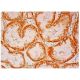 MCCB Antibody (B-1) - Immunohistochemistry - Image 304078 