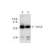 MCCB Antibody (B-1) - Western Blotting - Image 290803