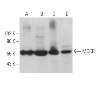 MCCB Antibody (B-1) - Western Blotting - Image 371162 