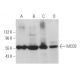 MCCB Antibody (B-1) - Western Blotting - Image 371162 
