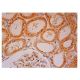 MCFD2 Antibody (F-3) - Immunohistochemistry - Image 302244 