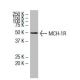 MCH-1R Antibody (52-W7) - Western Blotting - Image 33704