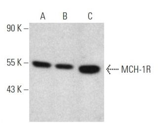 western blotting image from recommended MCH-1R (52-W7) monoclonal antibody replacement. Image 367989