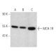 western blotting image from recommended MCH-1R (52-W7) monoclonal antibody replacement. Image 367989