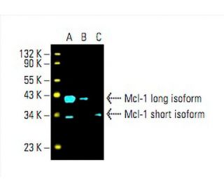 Mcl-1 Antibody (22) - Western Blotting - Image 393403 