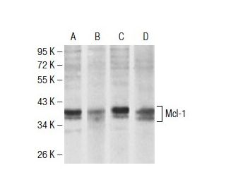 Mcl-1 Antibody (8C6D4B1) - Western Blotting - Image 137441 