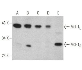 Mcl-1 Antibody (B-6) - Western Blotting - Image 356212 