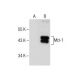 Mcl-1 Antibody (C-2) - Western Blotting - Image 285034 