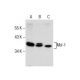 Mcl-1 Antibody (C-2) - Western Blotting - Image 285824