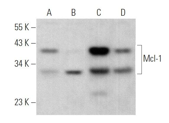 Mcl-1 Antibody (G-7) | SCBT - Santa Cruz Biotechnology