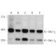 这种多克隆抗体已经停产。请参阅我们推荐的<a href="mcl-1-antibody-22">Mcl-1 (22)</a>单克隆抗体(显示样本数据)。 western blotting image from recommended Mcl-1 (22) monoclonal antibody replacement. Image 380993