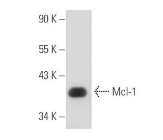Mcl-1 Antibody (MCL-401) - Western Blotting - Image 15864 