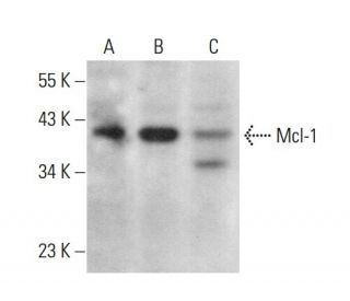 Mcl-1 Antibody (MCL701) - Western Blotting - Image 379596 