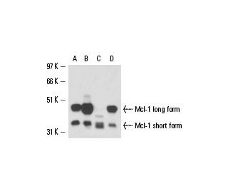 Mcl-1 Antibody (RC13) - Western Blotting - Image 15844 