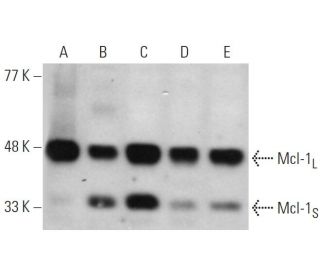 western blotting image from recommended Mcl-1 (22) monoclonal antibody replacement. Image 380993