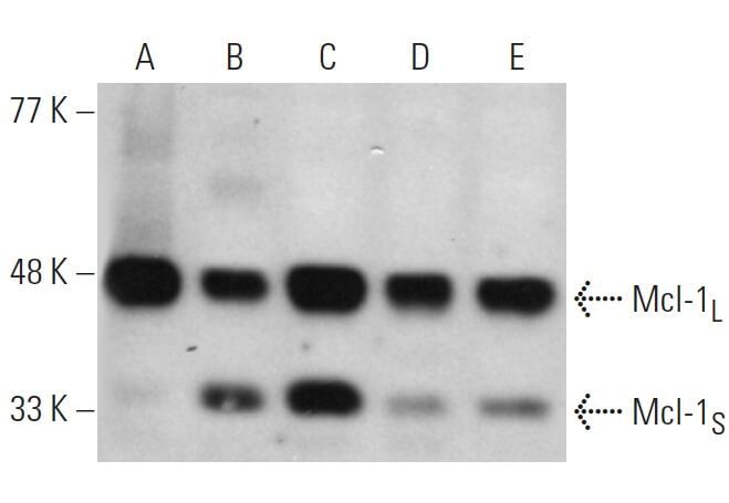 mcl-1-antibody-s-19-western-