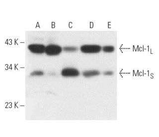 Mcl-1 Antibody (22) - Western Blotting - Image 155