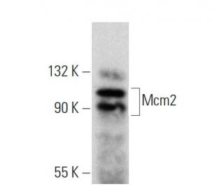 western blotting image from recommended Mcm2 (C-3) monoclonal antibody replacement. Image 359975
