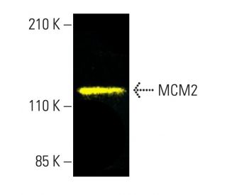 MCM2 Antibody (E-8) - Western Blotting - Image 403368Each CRISPR/Cas9 Knockout (KO) Plasmid product consists of a pool of 3 plasmids designed to ensure identification and cleavage of a specific gene for maximum knockout efficiency. Each plasmid encodes a unique 20 nt sequence derived from the GeCKO (v2) library. 