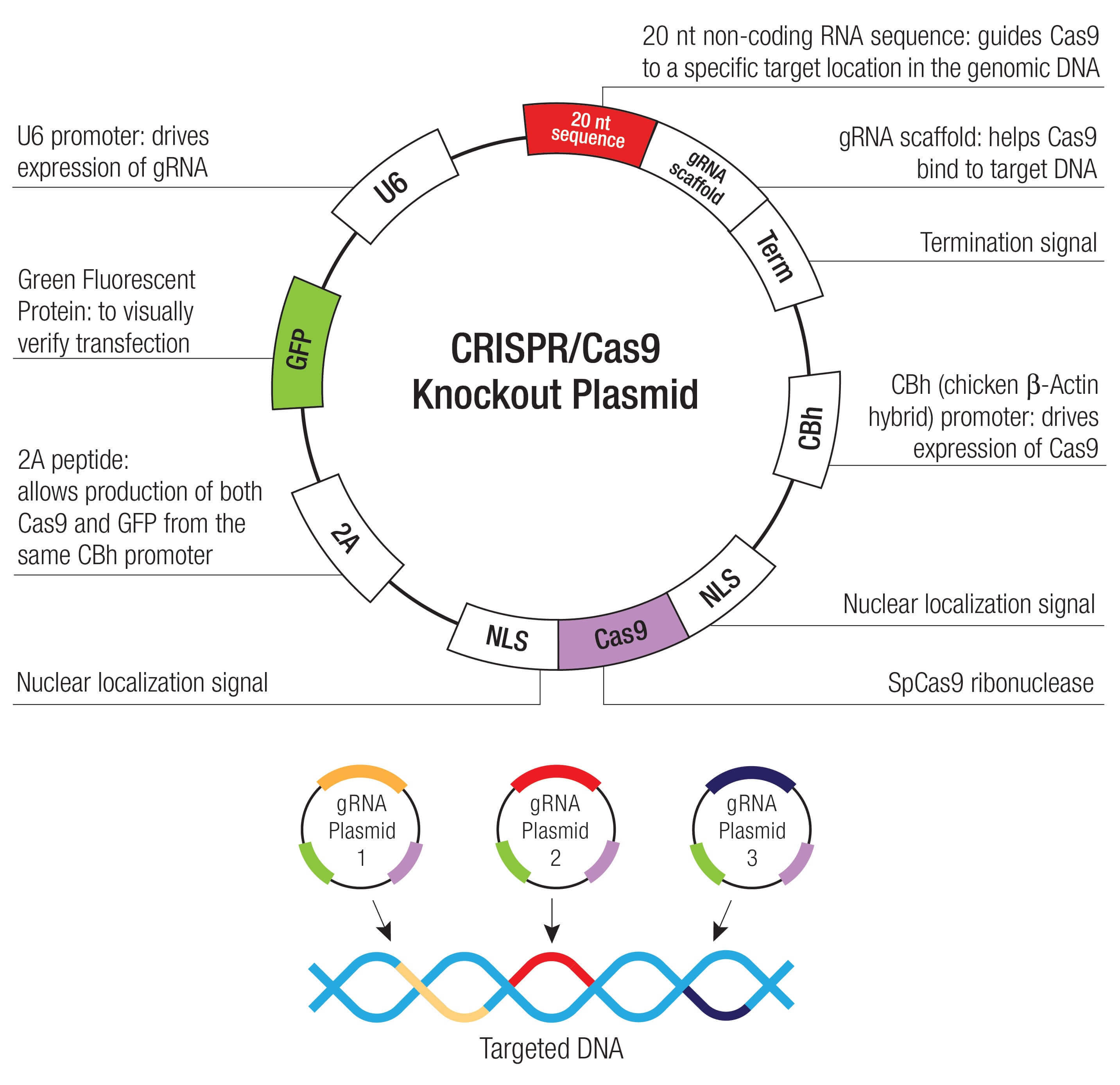 MCM2 CRISPR Knockout and Activation Products h SCBT Santa