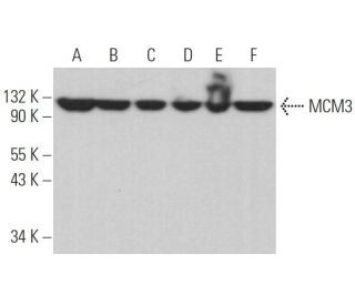 western blotting image from recommended MCM3 (E-8) monoclonal antibody replacement. Image 374386