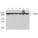 western blotting image from recommended MCM3 (E-8) monoclonal antibody replacement. Image 374386