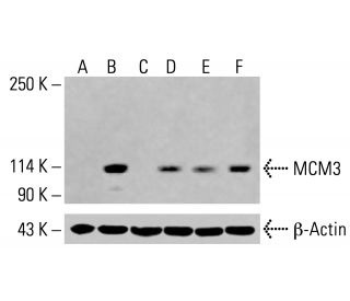 MCM3 Antibody (E-8) - Western Blotting - Image 415348