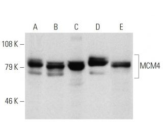 western blotting image from recommended MCM4 (G-7) monoclonal antibody replacement. Image 7364