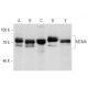 western blotting image from recommended MCM4 (G-7) monoclonal antibody replacement. Image 7364