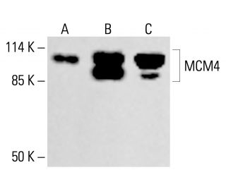 MCM4 Antibody (C-10) - Western Blotting - Image 413046
