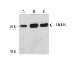 western blotting image from recommended MCM5 (E-10) monoclonal antibody replacement. Image 130977