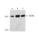 western blotting image from recommended MCM5 (E-10) monoclonal antibody replacement. Image 130977