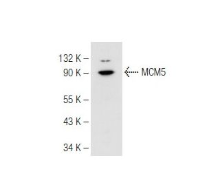 MCM5 Antibody (C-10) - Western Blotting - Image 82485