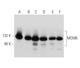 western blotting image from recommended MCM6 (H-8) monoclonal antibody replacement. Image 357354