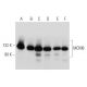 western blotting image from recommended MCM6 (H-8) monoclonal antibody replacement. Image 357354